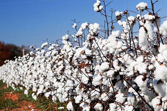 Cotton sowing witnessed 1pc growth during current crop season