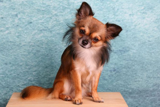 Dog gone: European canines replaced New World's ancient breeds