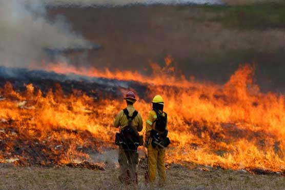Burning bird falls from wire in Germany, torches dry field