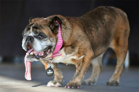 RIP: World's Ugliest Dog dead at age 9
