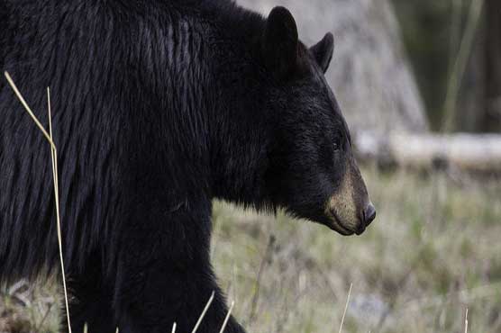 Black bear noshes on lunch inside surprised woman's minivan