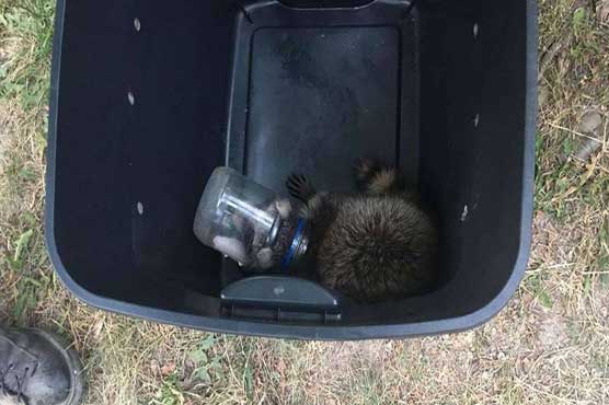 Firefighters rescue raccoon that got head stuck in mayo jar