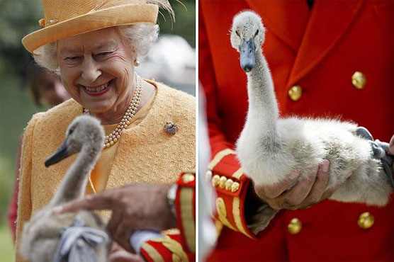 Queen Elizabeth owns how many swans? Annual count gets underway