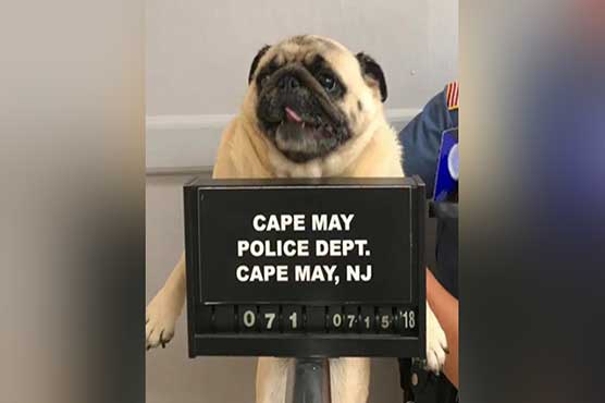 Police post mugshot of lost dog, bail paid in cookies