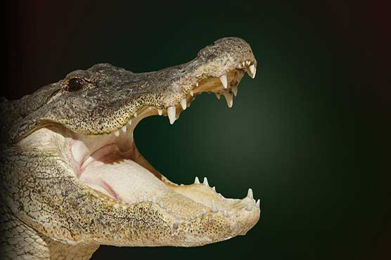 Cops responding to 911 call find 4-foot gator in building