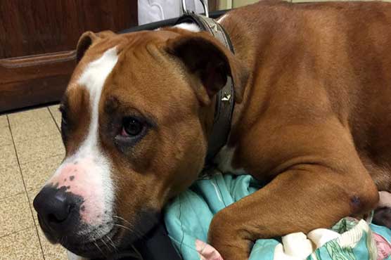 Police say woman torched dogs to 'release their souls'