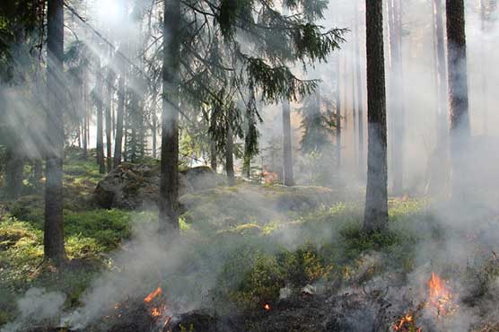 Forest fires destroy 800 hectares in Latvia