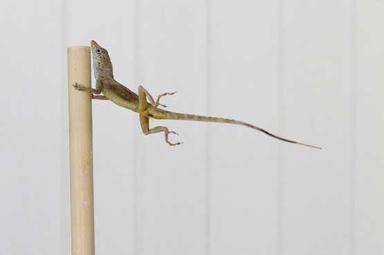 Researchers use leaf blower to see how lizards endure storms