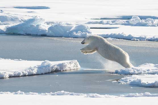 Polar bear shot dead after wounding cruise ship worker