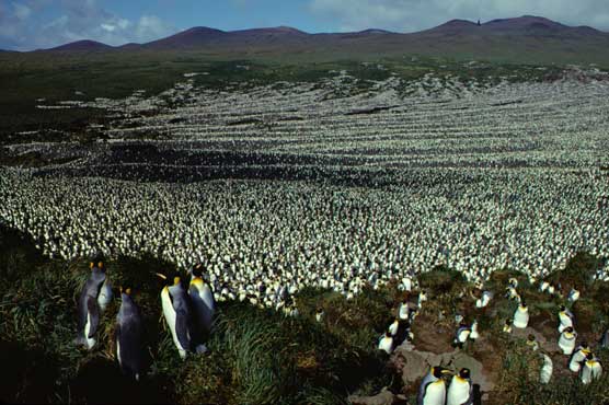 World's biggest king penguin colony shrinks 90pc