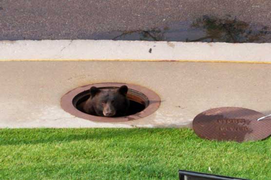 Bear caught in storm drain freed when manhole cover lifted