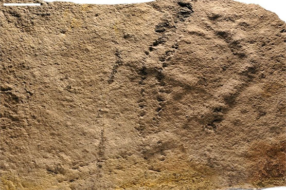 Earliest animal footprints found in China: study