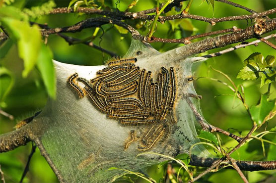 Wandering caterpillars make for slippery road in Maine