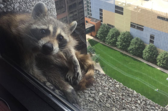 Raccoon reaches top of Minnesota skyscraper, touches hearts