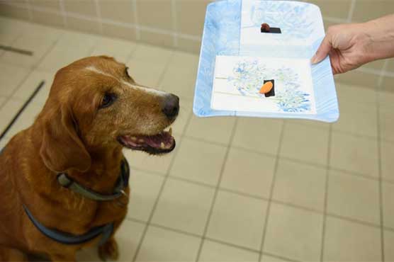 Research on dogs might shed light on human responses to food: study