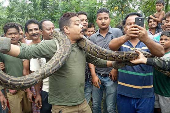 Python selfie puts Indian forest ranger in tight spot