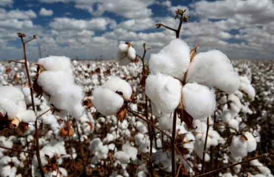 Cotton exports grew by 32.66pc in 11 months
