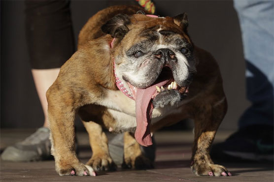 English Bulldog drools way to World's Ugliest Dog crown