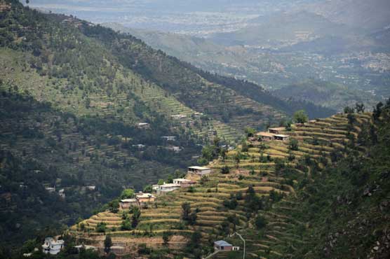 Green gold: Pakistan plants hundreds of millions of trees