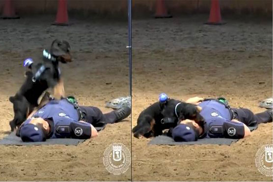 Can dogs perform CPR? Madrid police would have you think so
