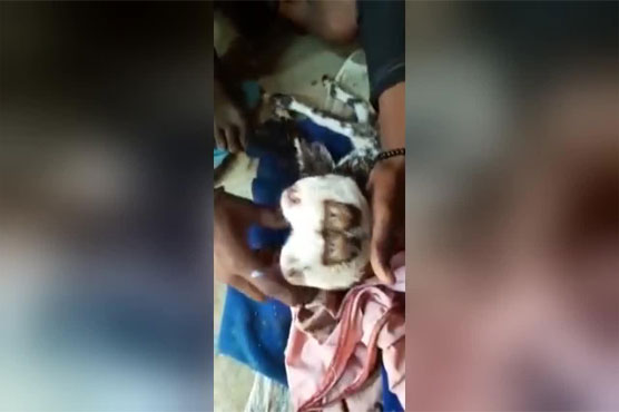 Mutant goat born with two faces baffles onlookers