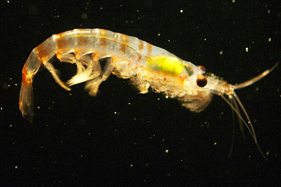Krill could prove secret weapon in ocean plastics battle