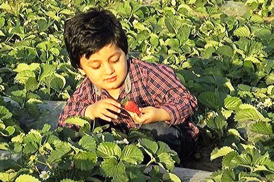 Let's go strawberry picking