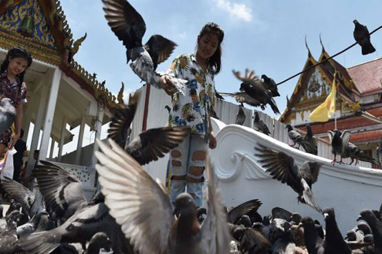 Pigeon pie anyone? Thai town hosts cook-off of culled birds
