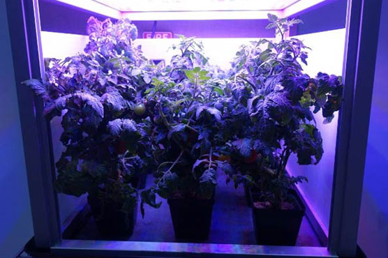 The challenge of space gardening: One giant 'leaf' for mankind