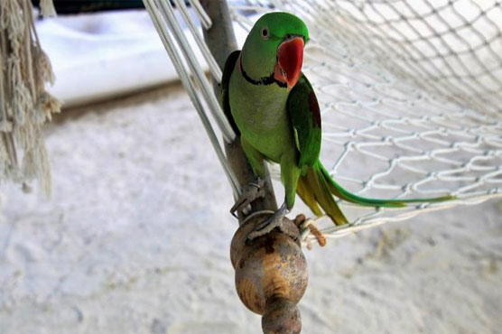 Domestic dispute in Germany: Man arguing with a parrot