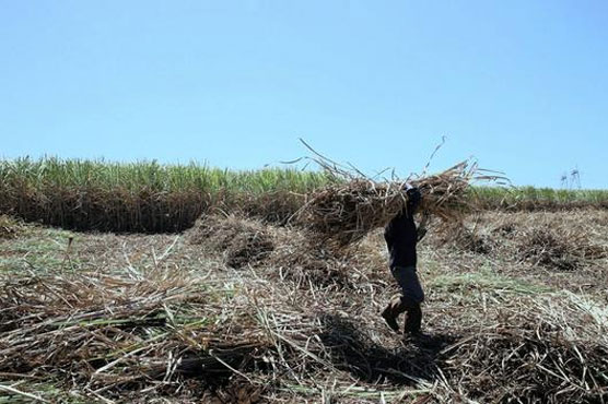 Infant industries to boost after implementation of agricultural reforms: experts