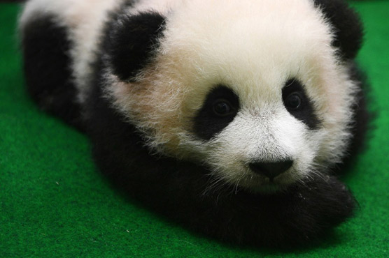 In 'aww': Baby panda leaves crowds mesmerised in debut public appearance at Malaysia zoo