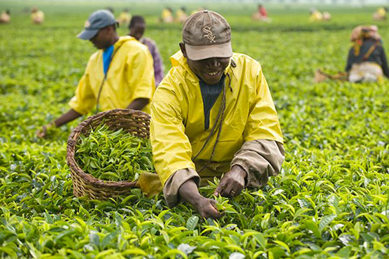 Global tea consumption, production to keep rising over next decade