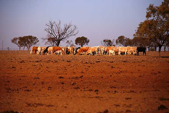 Australia farmers welcome rain relief amid severe drought