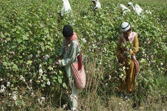 Government to impose Rs6 sales tax on cotton seed