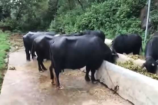 Eight buffaloes of PM House to be auctioned today