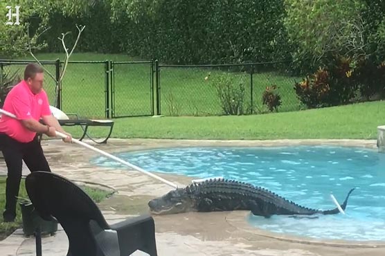 Alligator Chills In Couples Backyard Pool Weirdnews Dunya News