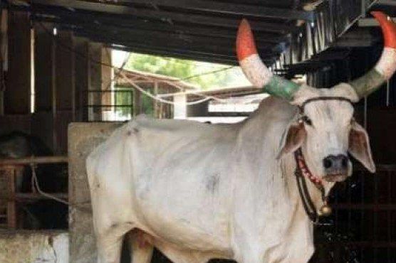 Man killed in new cow lynching in India