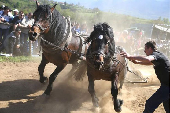 Thousands cheer on horses in Bosnia log-towing contest