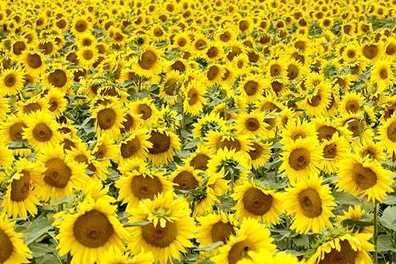 Sunflower growers advised to ensure timely cultivation