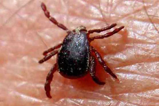 Woman dies of Congo virus in Karachi