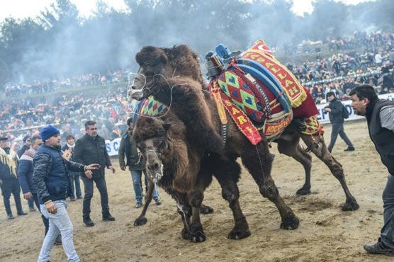 Into the arena for camel wrestling in Turkey