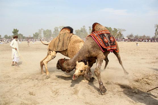 Culture or cruelty? Camel fighting persists in Pakistan despite ban