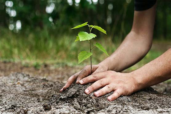 Balochistan gears up for planting 250 million trees target for five years