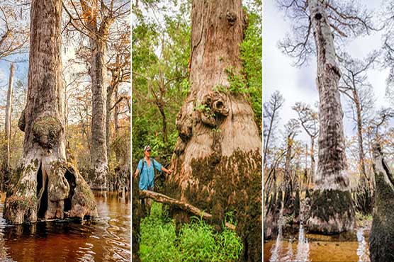 2,624-year-old tree found growing in a swamp in America - WeirdNews ...