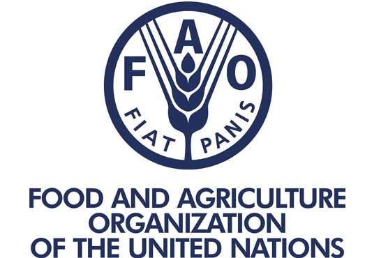 Global food prices increased due to increase in sugar and key cereals: FAO
