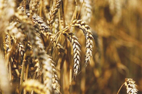 Wheat, flour prices rise in KP as Pakistan resumes export to Afghanistan