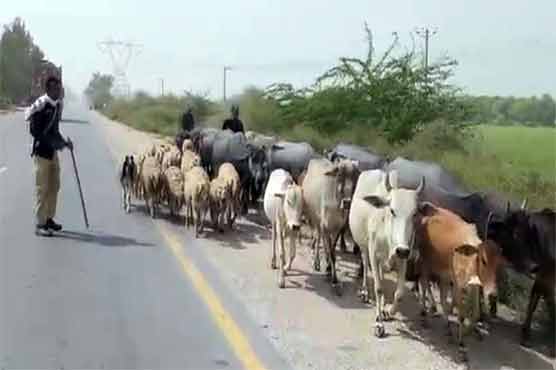 Suspect at large: Police round up cattle in Sindh