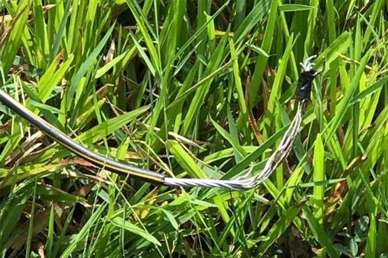 School student electrocuted , dies while cutting fodder 