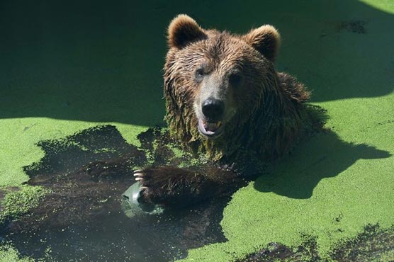 Bear takes cubs for stroll by normally busy Greek lake